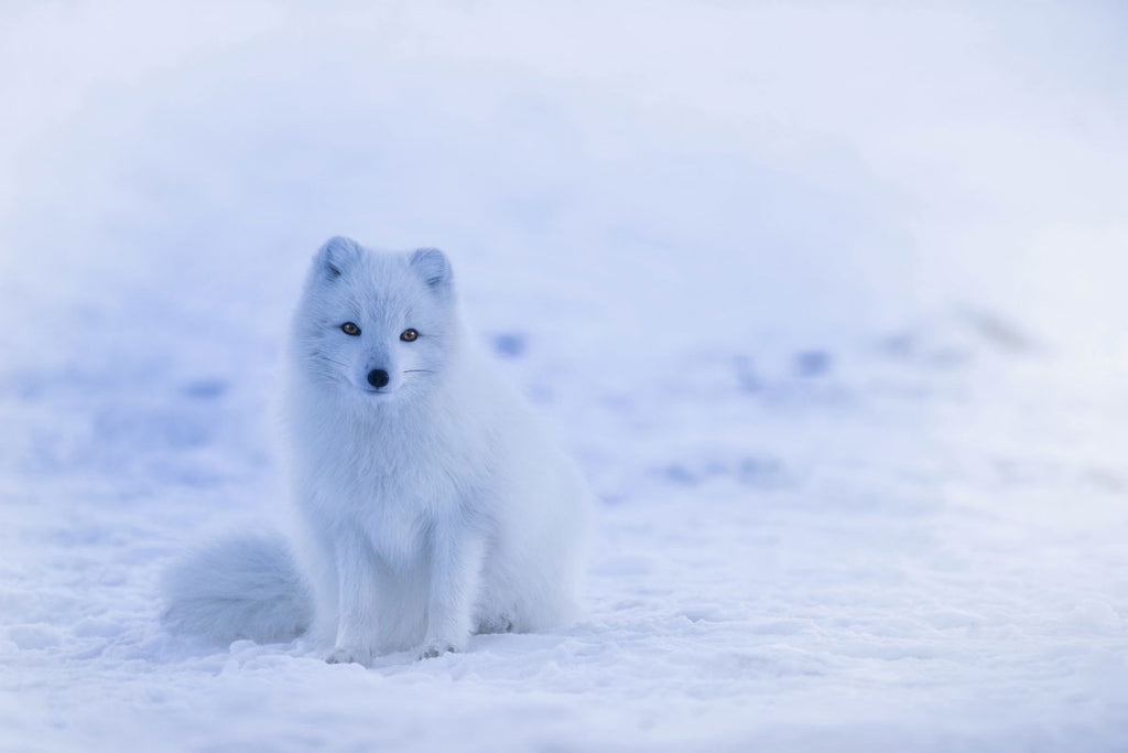 Snow animal nature