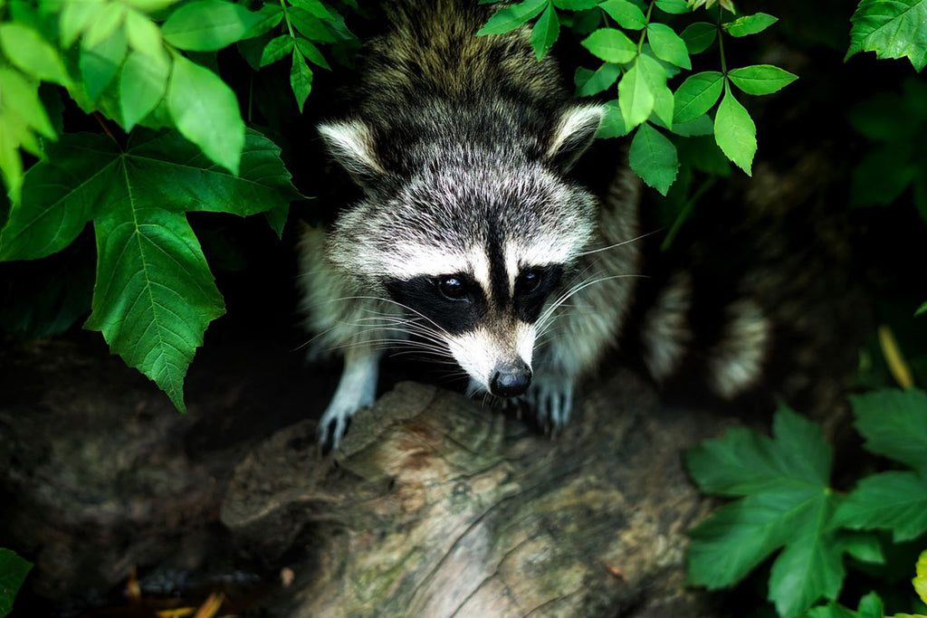 Forest animals