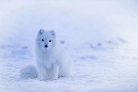 Snow animal nature